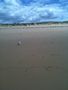 Lone Seagull, Nobbys Beach, Newcastle